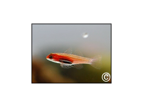 Eviota pellucida