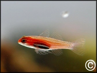 Eviota pellucida