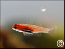 Eviota pellucida