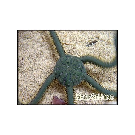 Ophiarachna incrassata