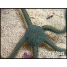 Ophiarachna incrassata