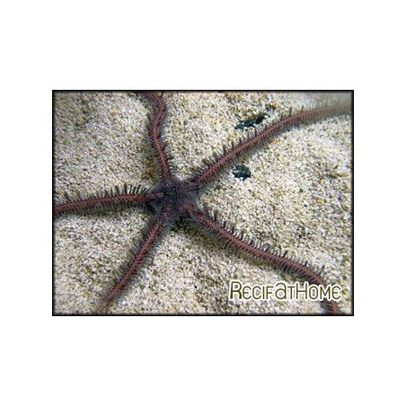 Ophiocoma nereidina
