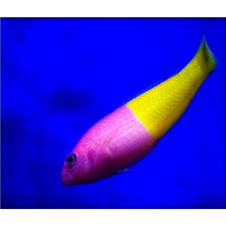 Pseudochromis paccagnellae