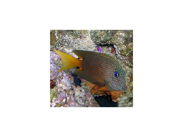Ctenochaetus strigosus Bleu Eye