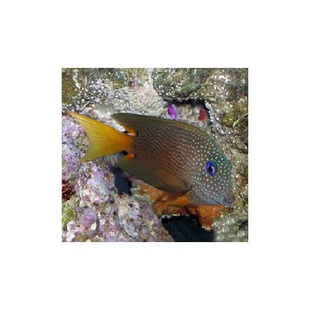 Ctenochaetus strigosus Bleu Eye