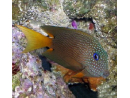 Ctenochaetus strigosus Bleu Eye