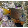 Ctenochaetus strigosus Bleu Eye