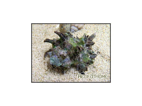 Haustellum haustellum	
