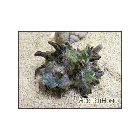 Haustellum haustellum	