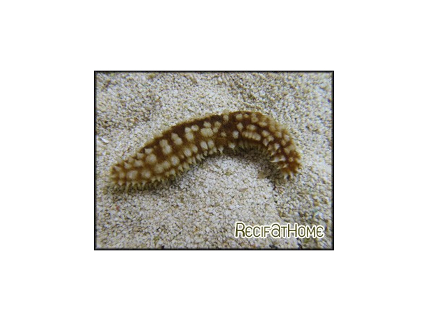 Holothuria Hilla