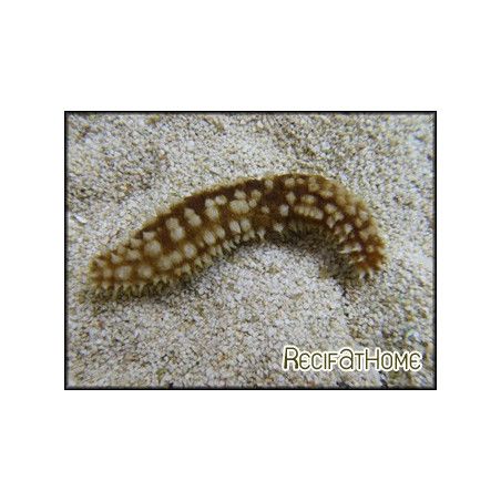 Holothuria Hilla