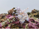 Hymenocera elegans (picta)