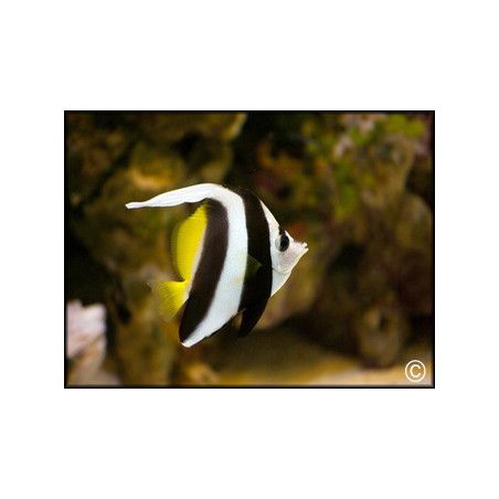 Heniochus acuminatus