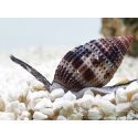Nassarius distortus
