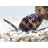 Nassarius distortus