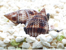 Nassarius distortus