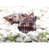 Nassarius distortus