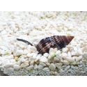 Nassarius distortus
