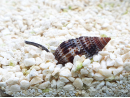 Nassarius distortus
