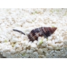Nassarius distortus