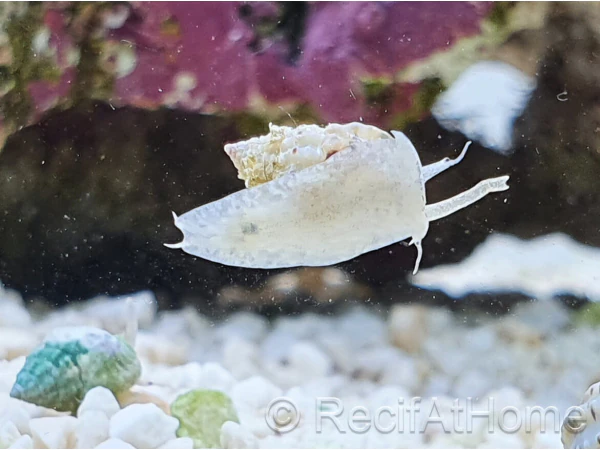 Nassarius vibex