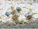 Nassarius vibex