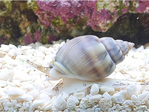 Nassarius coronatus