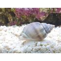 Nassarius coronatus