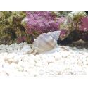 Nassarius coronatus