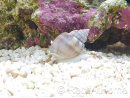 Nassarius coronatus
