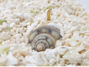 Nassarius coronatus