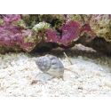 Nassarius coronatus
