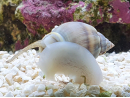 Nassarius coronatus