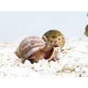 Nassarius babylonia