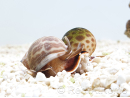 Nassarius babylonia