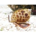Nassarius babylonia
