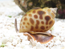 Nassarius babylonia