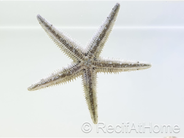 Archaster typicus