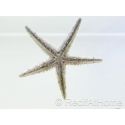 Archaster typicus