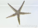 Archaster typicus