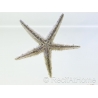 Archaster typicus