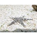 Archaster typicus