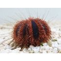 Mespilia globulus rouge