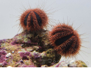 Mespilia globulus rouge