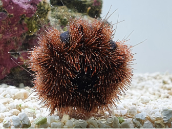 Mespilia globulus rouge