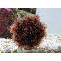 Mespilia globulus rouge