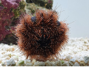 Mespilia globulus rouge