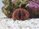 Mespilia globulus rouge
