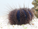 Mespilia globulus