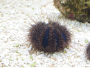 Mespilia globulus